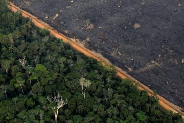 amazonas brasil