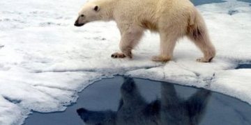 cambio climatico osos polar