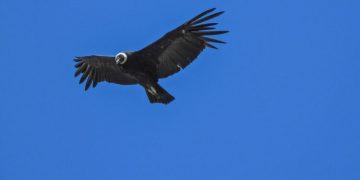 cóndor de Los Andes