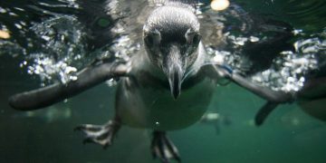 Chile Pingüinos Humboldt