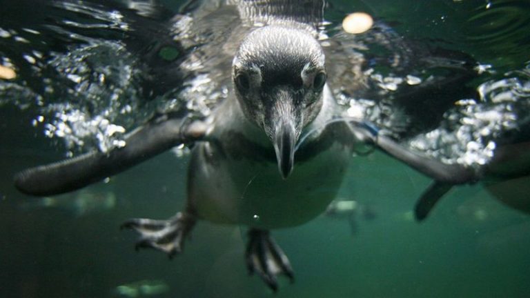 Chile: aprueban proyecto minero Dominga, cercano a uno de ...