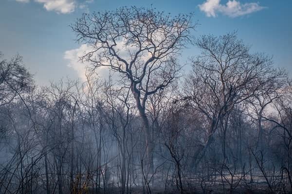 incendios forestales Chiquitania 2019. Adolfo Lino