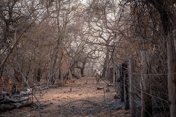 Incendios forestales - Chiquitania 2019 | Adolfo Lino