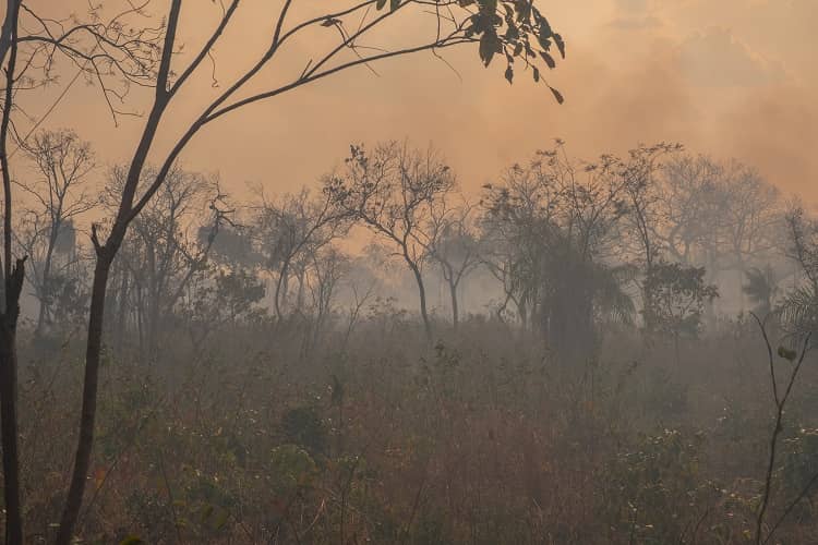 incendios forestales Chiquitania 2019. Adolfo Lino