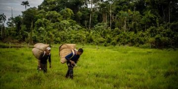Colombia producción de coca