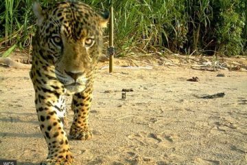 Jaguar Parque Madidi