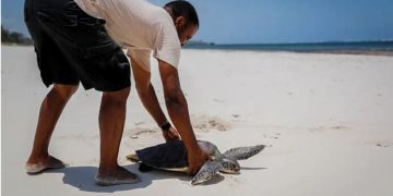 Biodiversidad-tortura atrapada por red pesquera