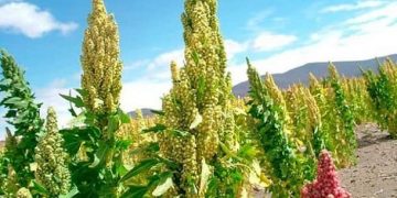 Quinua Real Bolivia