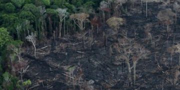 deforestación amazonía