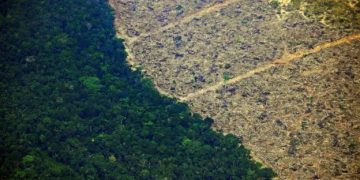 deforestación