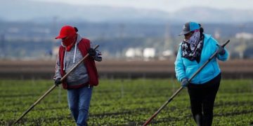 agricultores migración, migrantes latinoamericanos