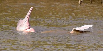 especie en extinción, concurso fotografía Fundación Viva