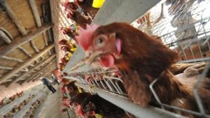 pandemia gripe aviar
