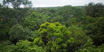 Reforestación. Madre de Dios