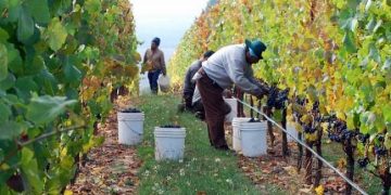 Tarija, producción viñedos