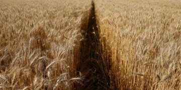 Ucrania producción alimentos, trigo, inflación, deuda