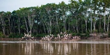 Parque Madidi