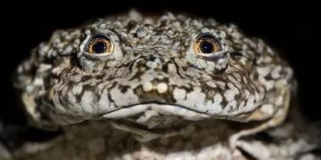 rana gigante, Lago titicaca, especie en peligro