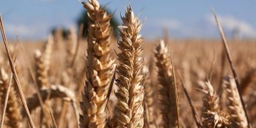 producción alimentos, trigo, crisis