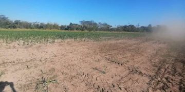 Guarayos, producción, cultivos maíz