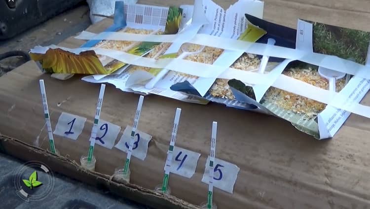 Productores Norte SC denuncia Emapa ingresa maiz transgénico