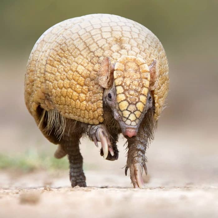 área protegida por guardaparques, Bolivia