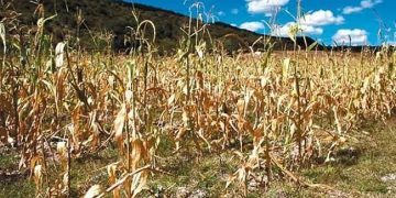 sequía, producción, maíz, alimentos