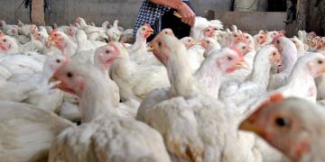 producción avícola, afectada por el paro