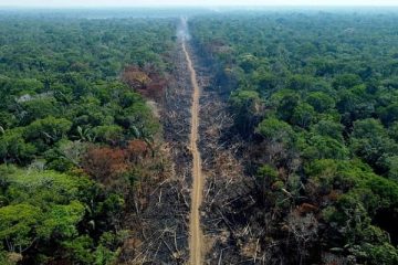 brasil amazonía deforestación