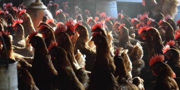 granja pollos Cbba, alerta por gripe aviar