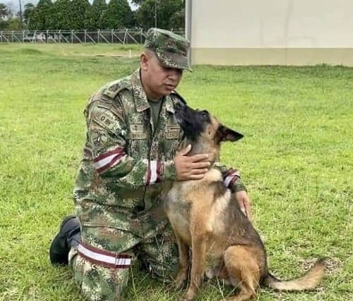 Wilson, perro rescatista Colombia