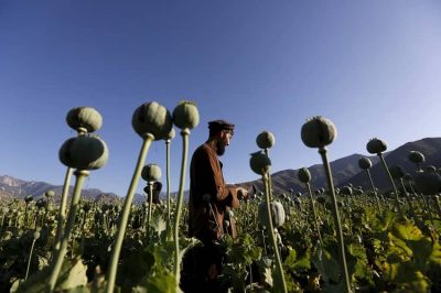 Afganistán, cultivos amapola