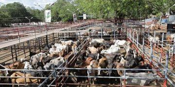 Nicaragua, ganadería y deforestación, carne vacuna Documental Patrullaje