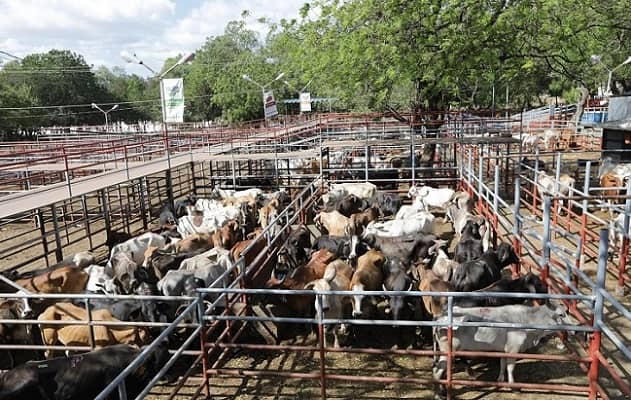 Nicaragua, ganadería y deforestación, carne vacuna Documental Patrullaje