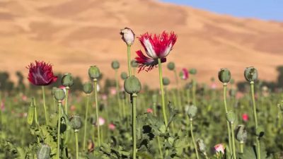 Afganistán campos amapola opioides