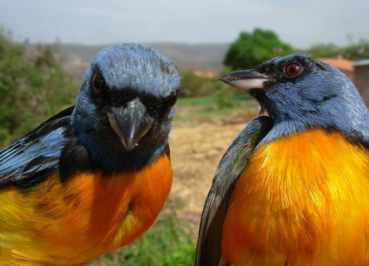 Parque amboró Naranjeros amarillo Thraupis bonariensis