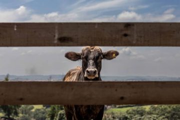 ganado, carne vacuna amazonia, brasil