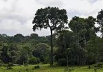 árbol de castaña, Cobija Pando, deforestación