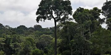 árbol de castaña, Cobija Pando, deforestación