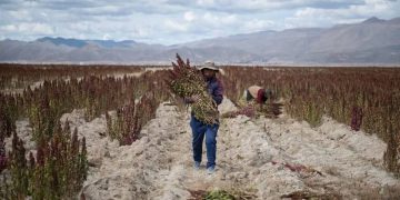 sequía, heladas bolivia