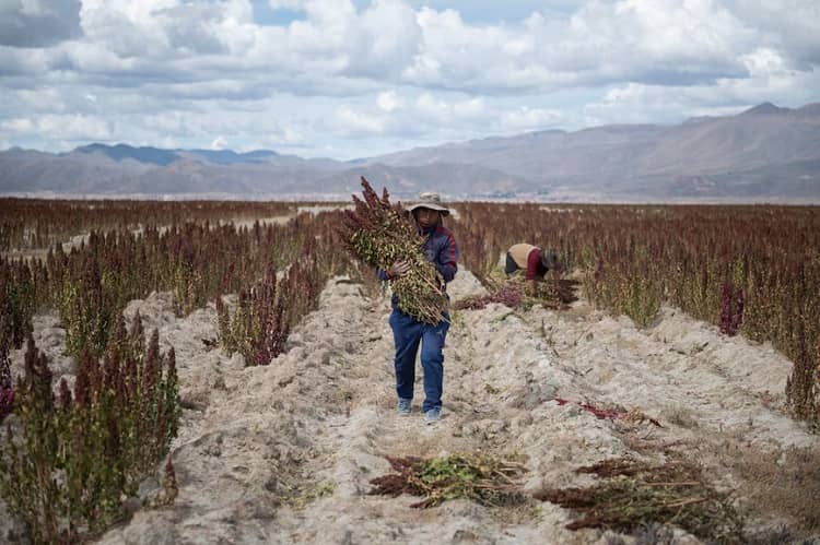 sequía, heladas bolivia