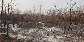 incendios forestales bolivia santa ana de velasco santa cruz. Fundación FLADES