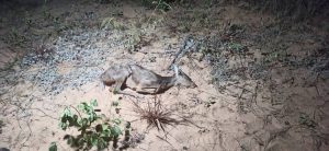 incendios forestales, animales calcinados Fundación FLADES