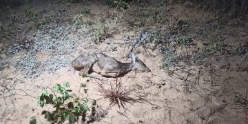 incendios forestales, animales calcinados Fundación FLADES