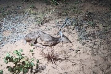 incendios forestales, animales calcinados Fundación FLADES