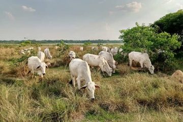 Ganadería y deforestación, Beni