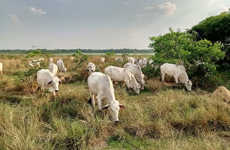 Ganadería y deforestación, Beni