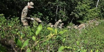 erradicación coca chapare bolivia