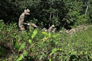 erradicación coca chapare bolivia