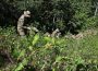 erradicación coca chapare bolivia